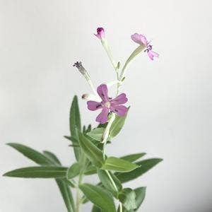 Greeting Card - Floral 1 - Curated Joy | Natural Home