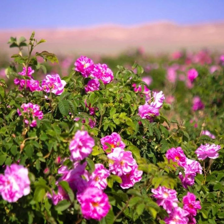 Organic Premium Dried Damask Rose Buds - Curated Joy | Natural Home