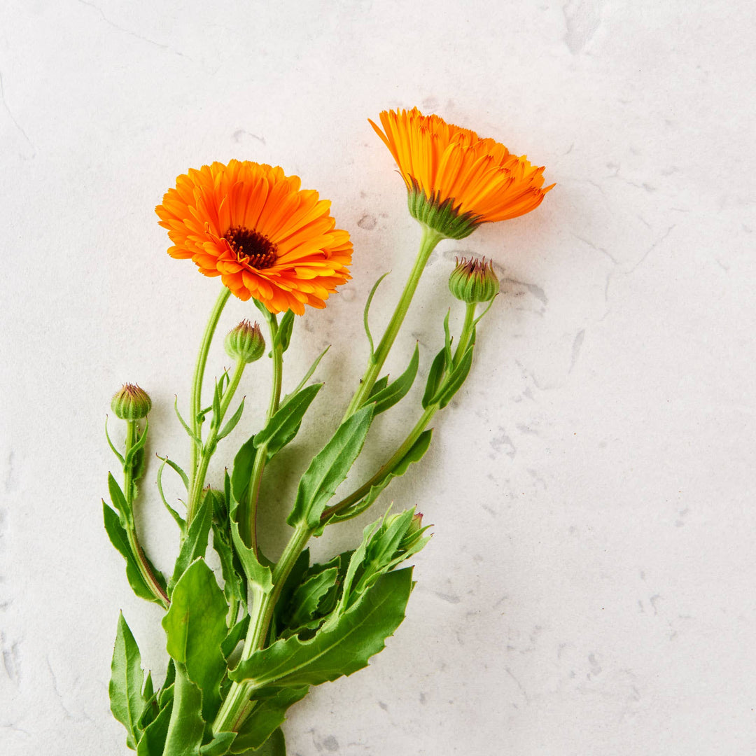 Unscented Natural Sun Care Creme - Curated Joy | Natural Home